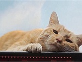 Tất tần tật về Goose - chú mèo chiếm hết spotlight nhân vật chính trong "Captain Marvel"