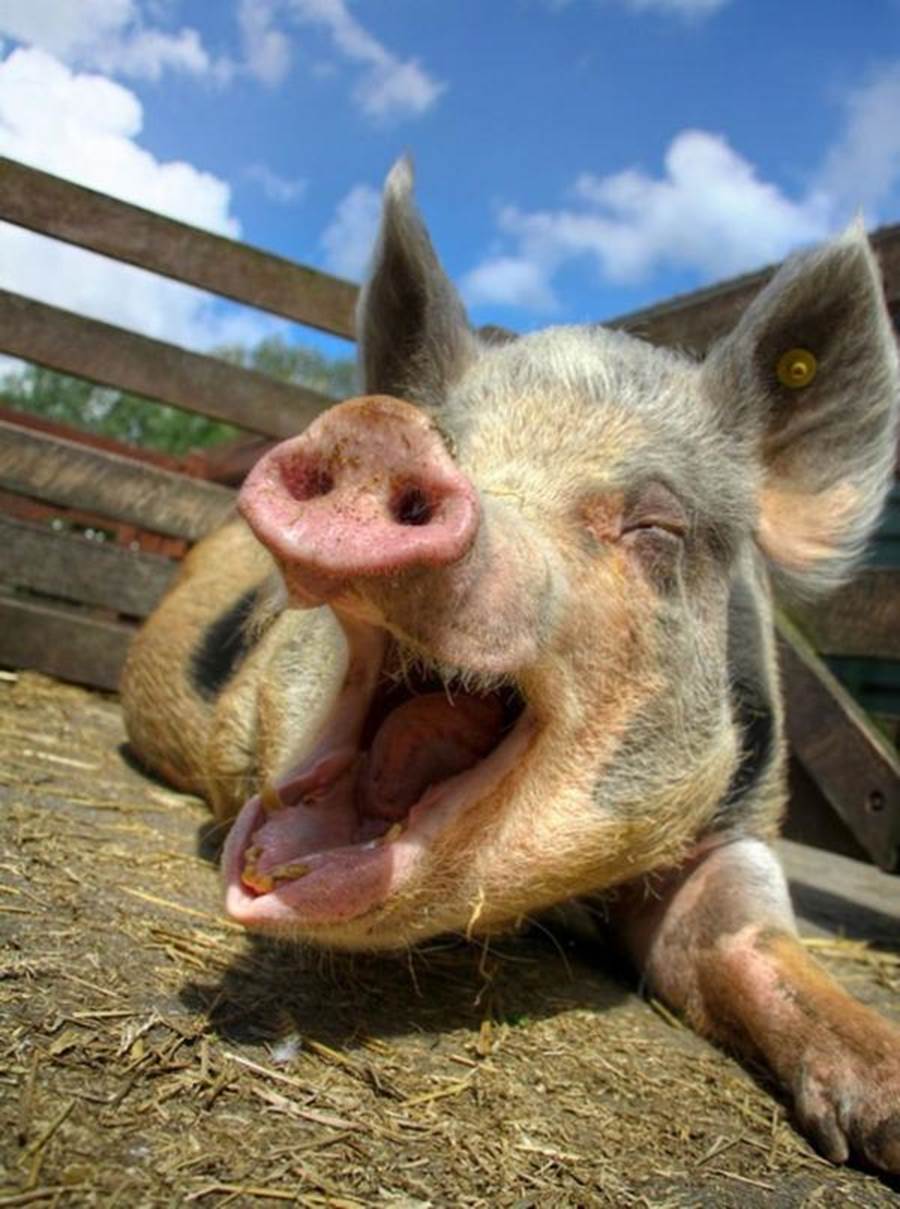 30 Sự Thật Thú Vị Về Động Vật: Lợn Chỉ Giận Dỗi Trong 30 Phút, Chuột