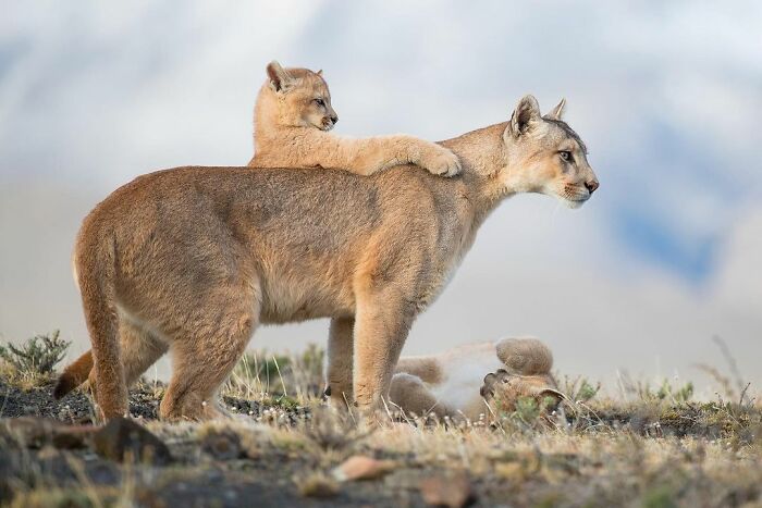 WildArt Photographer of the Year 1