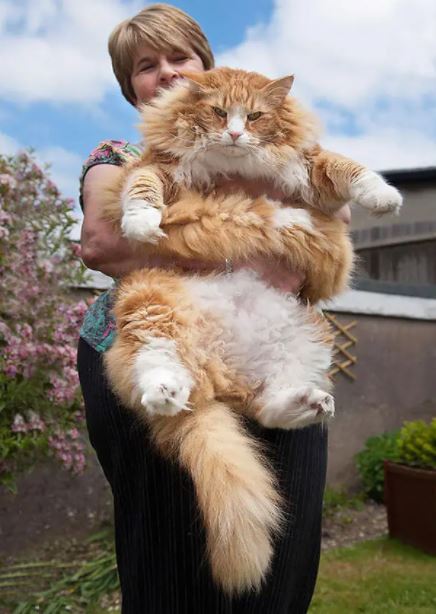 fat cat 11