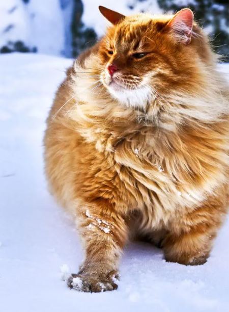 fat cat 18