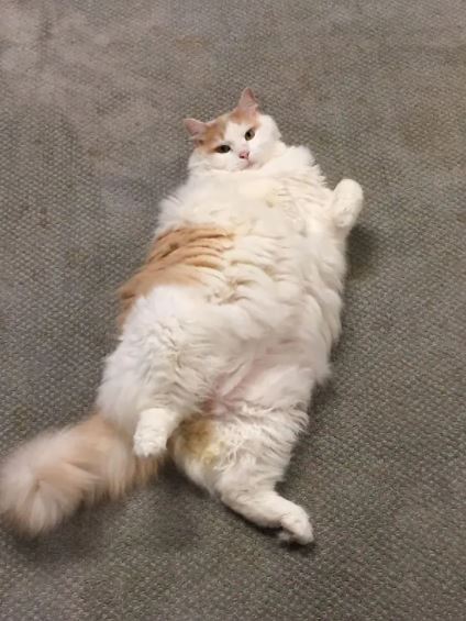 fat cat 27