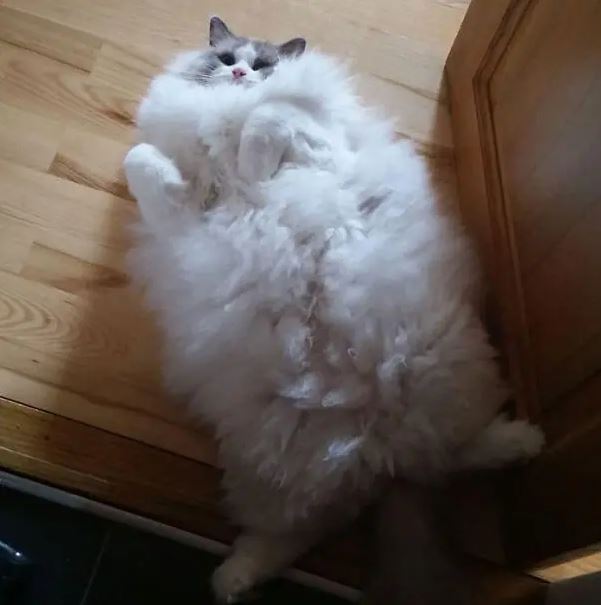 fat cat 4