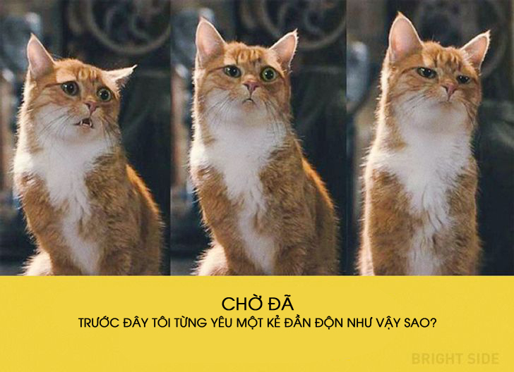 mèo diễn sâu