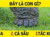 Đố vui: Chỉ nhìn vào chân bạn có thể đoán được đây là con vật gì không?