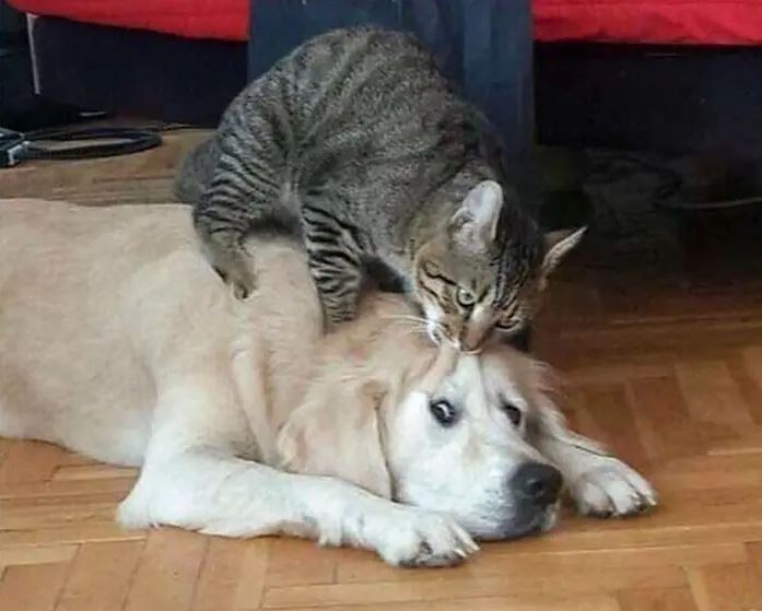 dog & cat 7