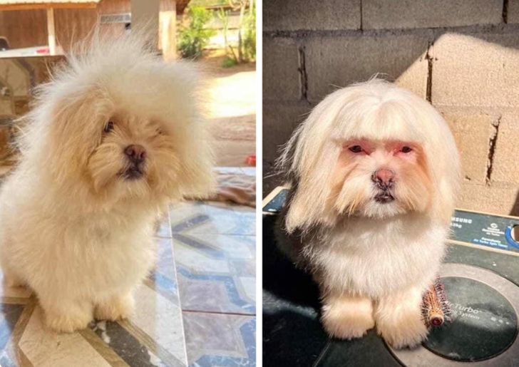 dog haircut