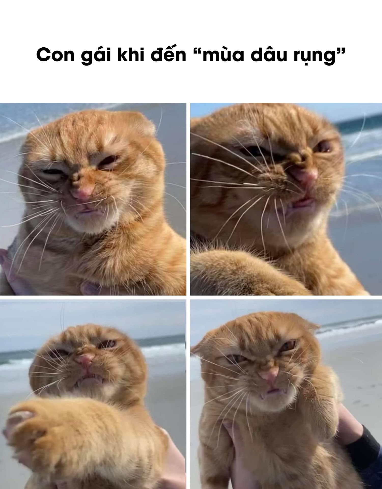 meme cats 20