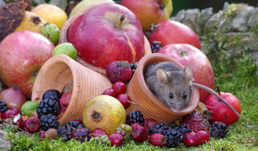 30 bức ảnh về thế giới dành riêng cho loài chuột