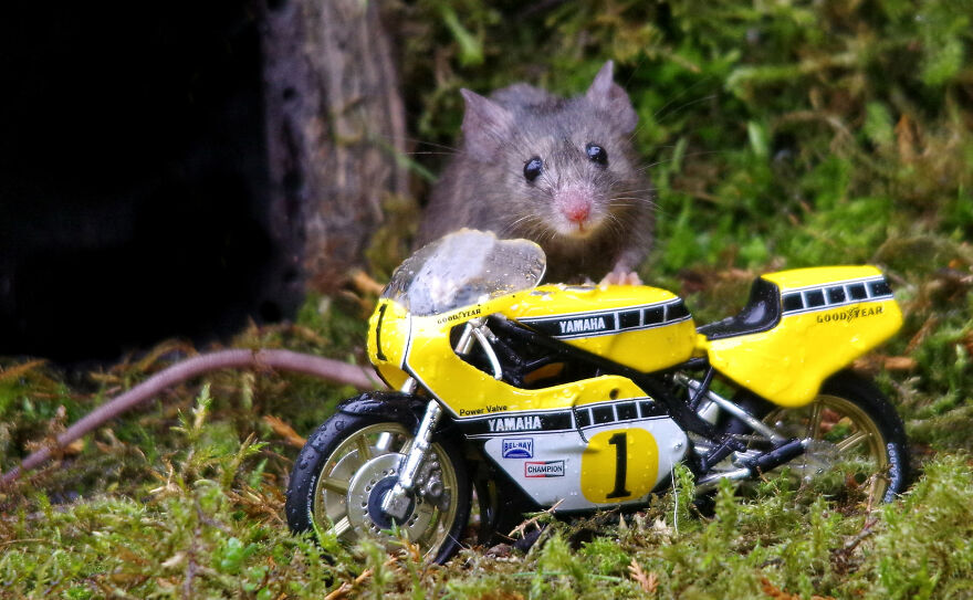 30 bức ảnh về thế giới dành riêng cho loài chuột
