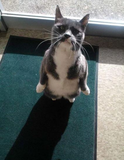 cat standing on 2 legs 9