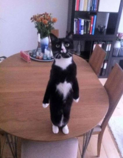 cat standing on 2 legs 13