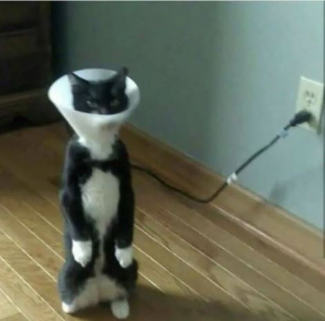 cat standing on 2 legs 14