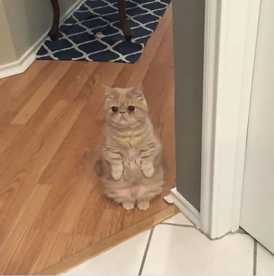 cat standing on 2 legs 16