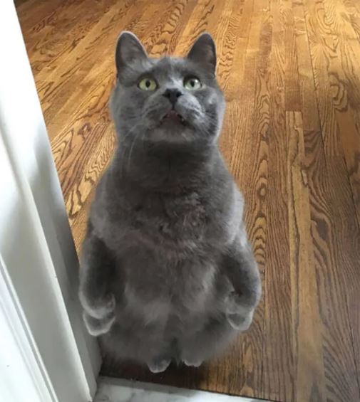 standing cat meme 6
