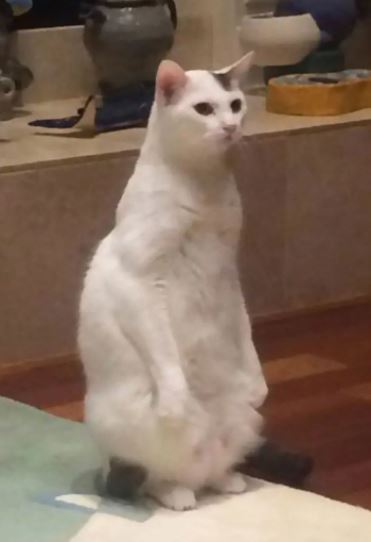 standing cat meme 9