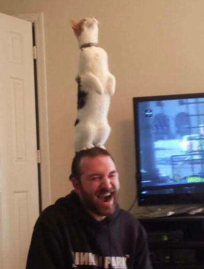 cat standing on 2 legs 3