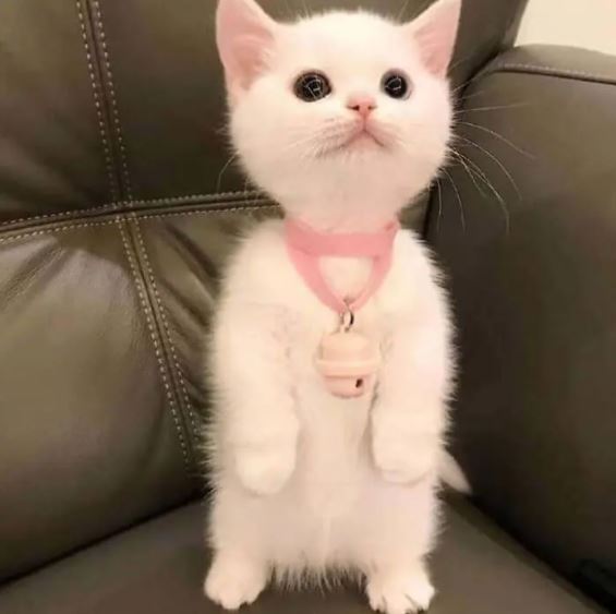 cat standing on 2 legs 5
