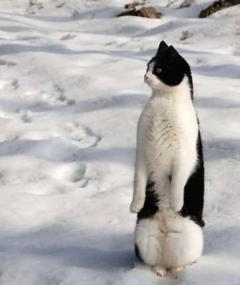 cat standing on 2 legs 6