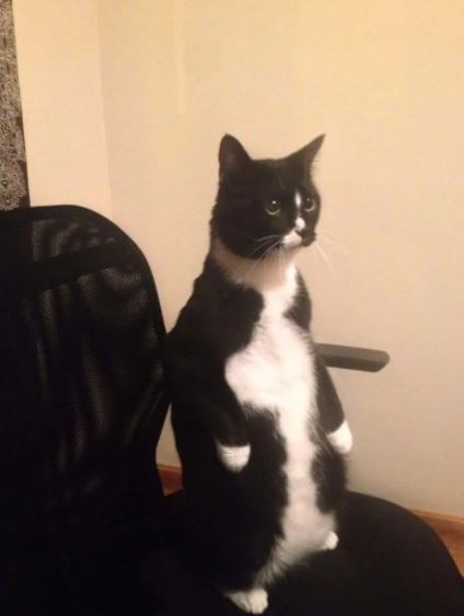 cat standing on 2 legs 7