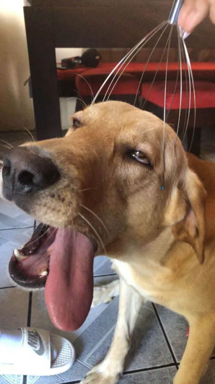 Chó biểu cảm hài hước là một chủ đề rất phổ biến trên mạng xã hội. Một số hình ảnh của những chú chó có biểu cảm vô cùng ngộ nghĩnh và thú vị khiến cho chúng ta cảm thấy hạnh phúc và đồng cảm với chúng.