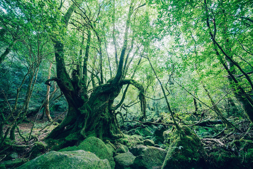 khu rừng Shiratani Unsuikyo