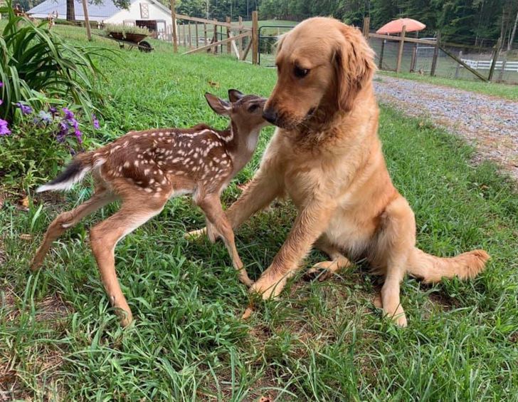 tình bạn kỳ lạ giữa các loài động vật