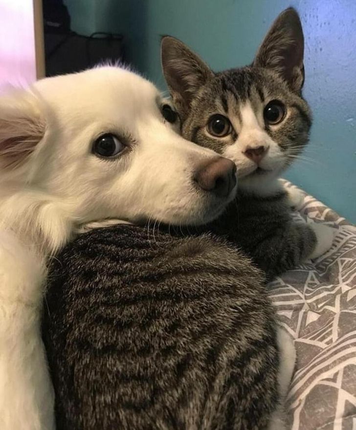 tình bạn kỳ lạ giữa các loài động vật