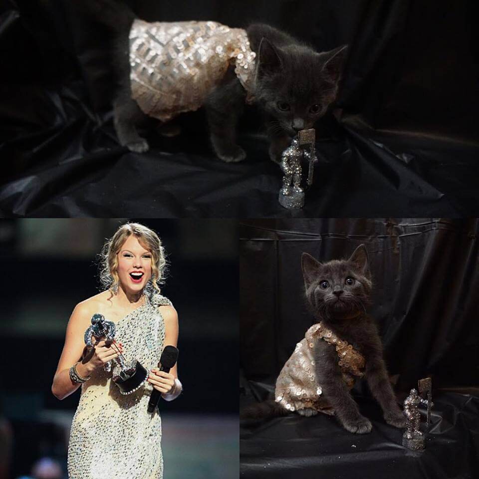 Xuất hiện cô mèo cosplay Taylor Swift trong Look What You Made Me Do vô cùng đáng yêu